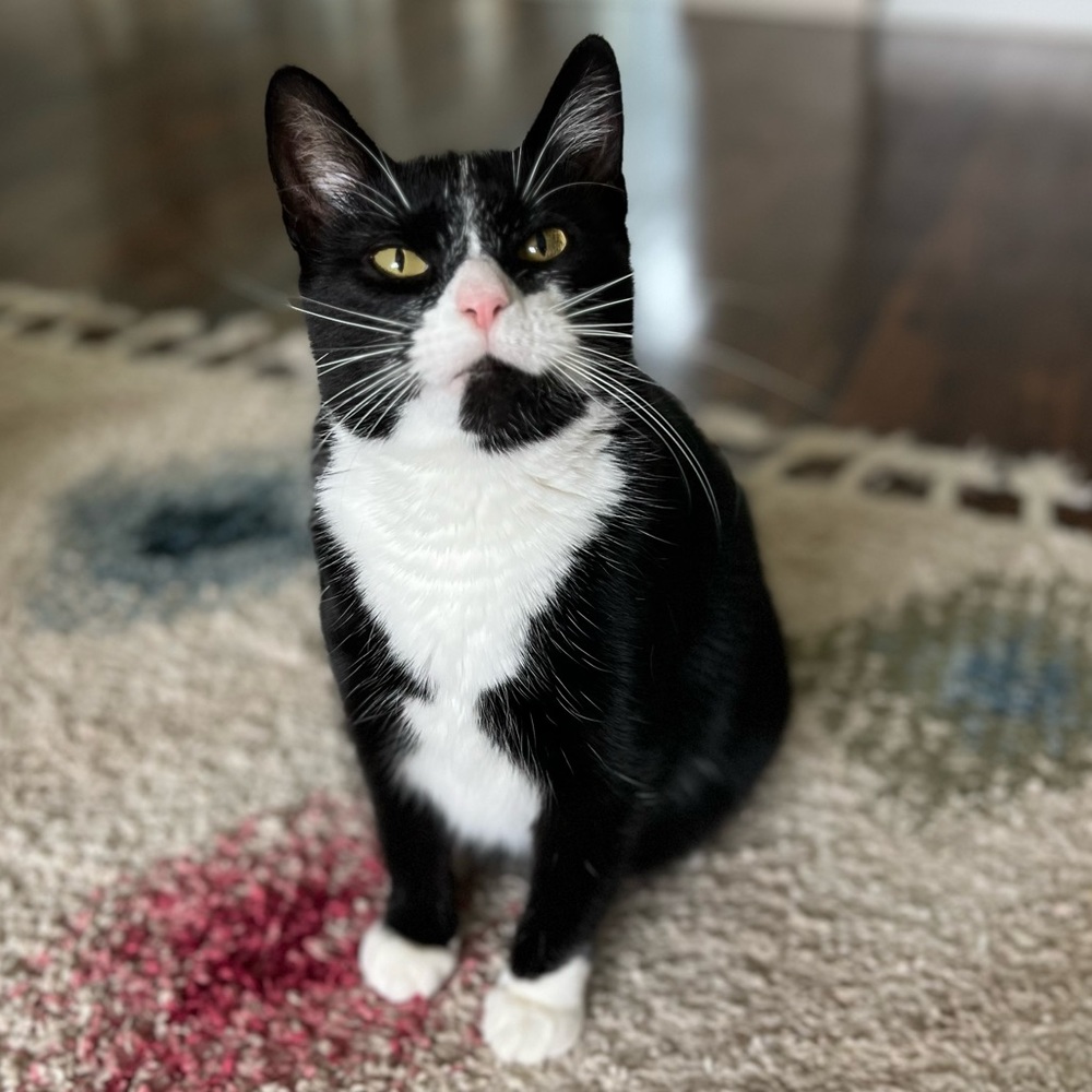 Meet your Posher & our kitties!! - Picture 16 of 16